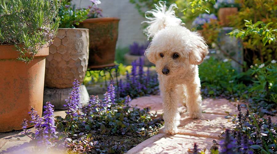 Dein hundegerechter Garten