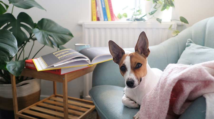 So machst du dein zu Hause sicher für den Hund